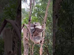 16 Koalas in 1 Day!🐨