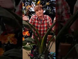 kendall strikes a pose for the camera 📸 | Big Time Rush #shorts