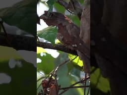 Srilankan Frogmouth #Thattekkad bird sanctuary #shortsvideo #shortfeed