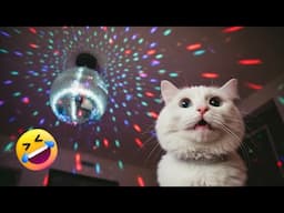 The Internet's Funniest Cats of 2025 😹💻 | Daily Dose of LOLs