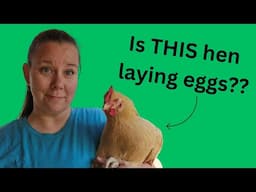 How to tell if your hen is laying eggs or not!