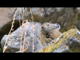Eep! Calling All Pika Watchers!