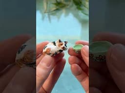 Every greenhouse needs a curled up cat! #miniatures #miniature #greenhouse #cat