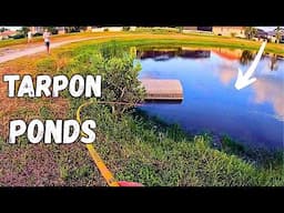 Brackish Ponds Loaded with Tarpon! | Charlotte Harbor Fisherman