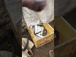 live fish ..Enjoy