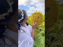 Smiling 😊 sunflower 🌻 #sunflower #viral_video