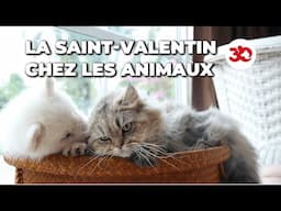 La SAINT-VALENTIN chez nos amis les animaux