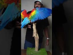 Majestic Scarlet Macaw | Fully Handtamed & Trained | #macaw #ShaikhTanveer #ScarletMacaw