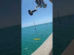 RARE Trophy Catch from the Bridge!