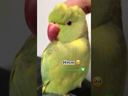 It’s tiring being this cute 🥹 #birds #talkingparot #pets #cute #shorts