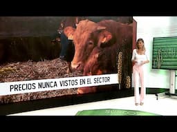 Surcos CyL T16/E19: Buen momento para el sector del vacuno de carne