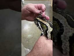 Helping this Sweet Python Shed🥰