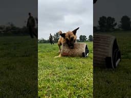 Barking Biting Playing #malinois #shorts #belgianmalinois