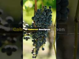 Cabernet Sauvignon: La Reina de las uvas tintas #wine #vino