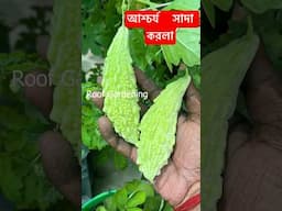আশ্চর্য সাদা উচ্ছে