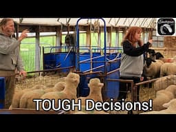Sheep Farming | Sorting Lambs For Market