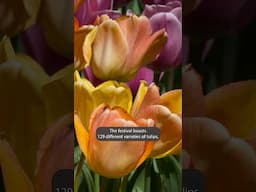 Thanksgiving Point Tulip Festival behind the scenes: How Ashton Gardens gets planted