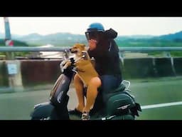 What Happens When People And Animals Share The Road