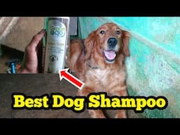 Golden retriever dog grooming and bath at home | Best Dog Shampoo | Dog | Pet care kannada