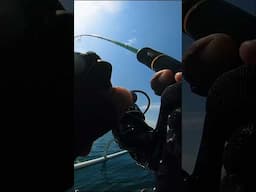 kapok pakai snap ini #agungbalifishing
