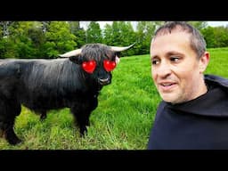 The Disturbing Truth About Bull Mating