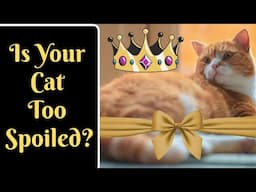 The Spoiled Cat Test: Does Your Cat Pass Or Fail?