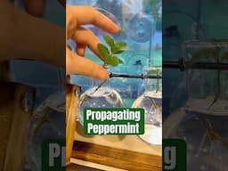 Propagating Peppermint to make new plants! #shorts #propagation #plantpropagation #mintplant #garden