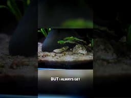 Picky Fish: The Pea Puffer Feeding a Headache?