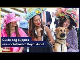 Guide Dog Puppies Are Socialised at Royal Ascot