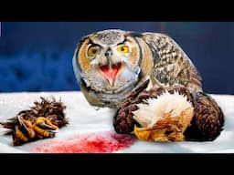 This is Why Great Horned Owls Hate Bald Eagles and Crows!