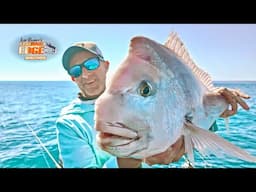 RED GOLD: Chasing Big Late Season Snapper + best rigs and baits