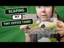 Scaping My Office Tank