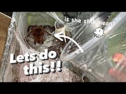Burmese Mustard TARANTULAS are MEAN?? Heh.. [TARANTULA LIFE HACK]