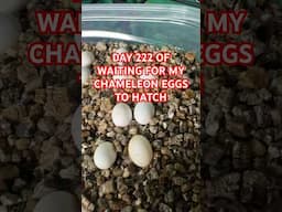 Chameleon eggs take a long time!