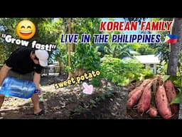 Finally planting sweet potatoes in the Philippine countryside!