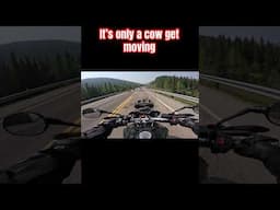 GET OUT OF THE WAY #offroadoverland #triumphexplorer #adventurebike