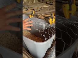 Here’s how ducklings are shipped through the mail to small farms #ducks #sustainableagriculture