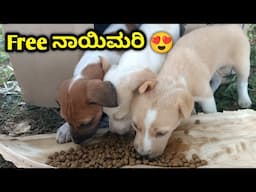 Feeding Street Dogs | Puppy | Pet care kannada