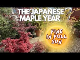 Japanese Maples: Fine in full sun ☀️