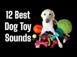 Squeaky Toy Sounds ,Sounds Dogs React To, Sounds that attract dogs  #prankyourdog #squeaky