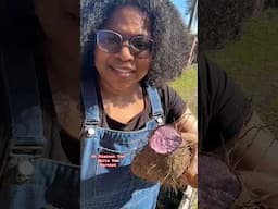 St.Vincent Yam Harvest