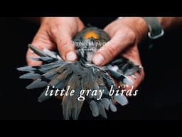Dove Hunting in the South - Little Gray Birds