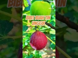 Bibit Buah Tin Unggul