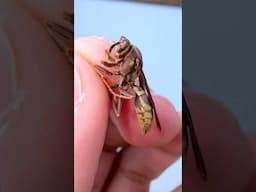 My Queen Wasp Died🥲