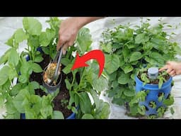 turn plastic & kitchen waste into a super productive Malabar spinach garden