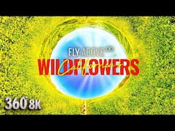 California Wildflower Bloom | Aerial Escape in 360°