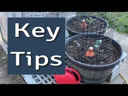 How We Plant  Cabbage and Brassicas in Central North Carolina