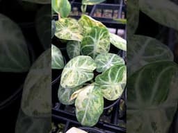Alocasia black velvet ninja splash variegated at Aroid Greenhouses farm