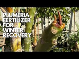 Growing Plumeria - Springtime Fertilizer That Helps with Winter Recovery