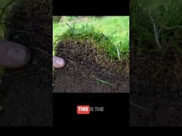 Why scarify a lawn  #lawncare